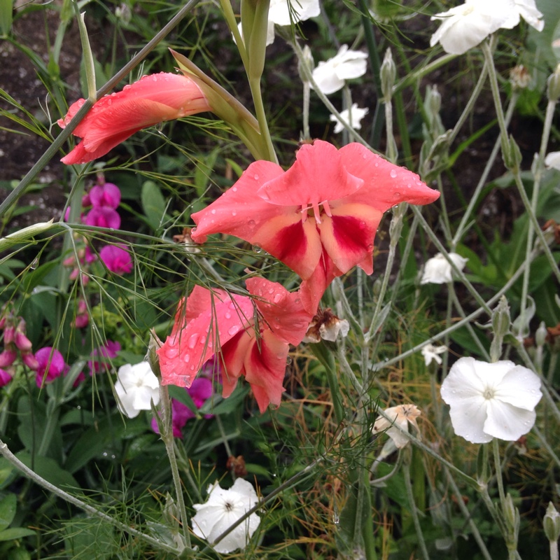 Gladioli Ruby (Papilio) in the GardenTags plant encyclopedia