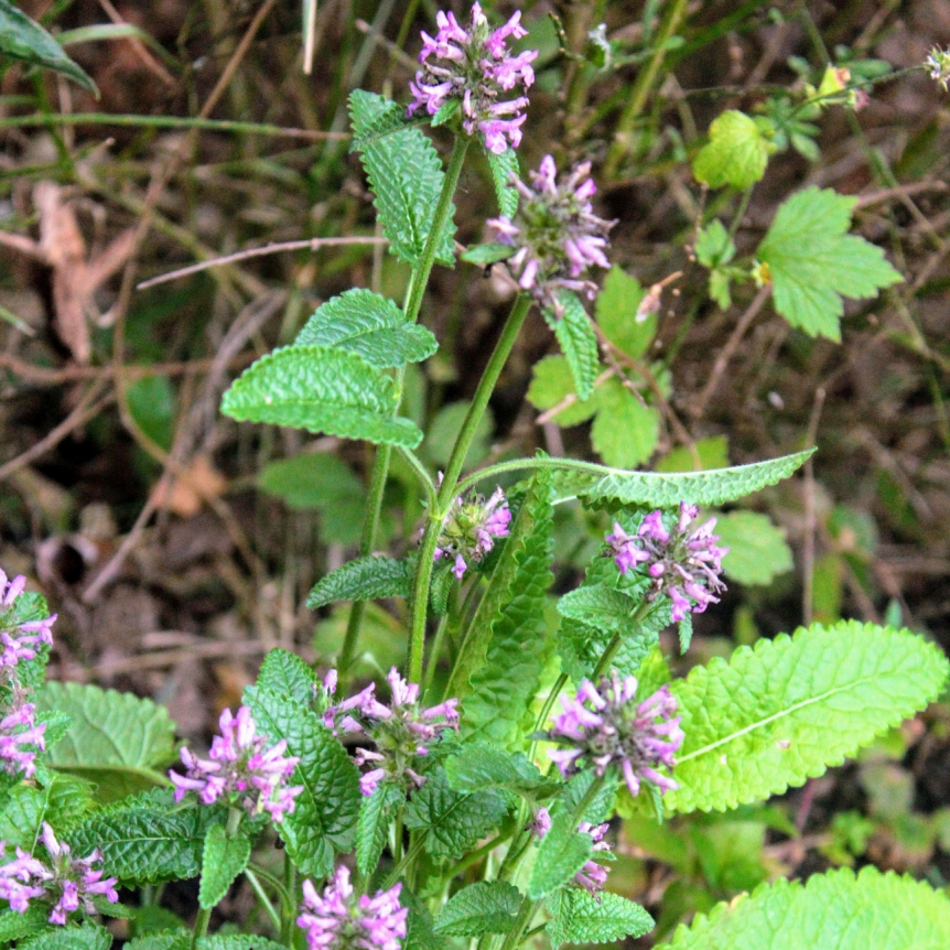 Speedwell Baby Doll in the GardenTags plant encyclopedia