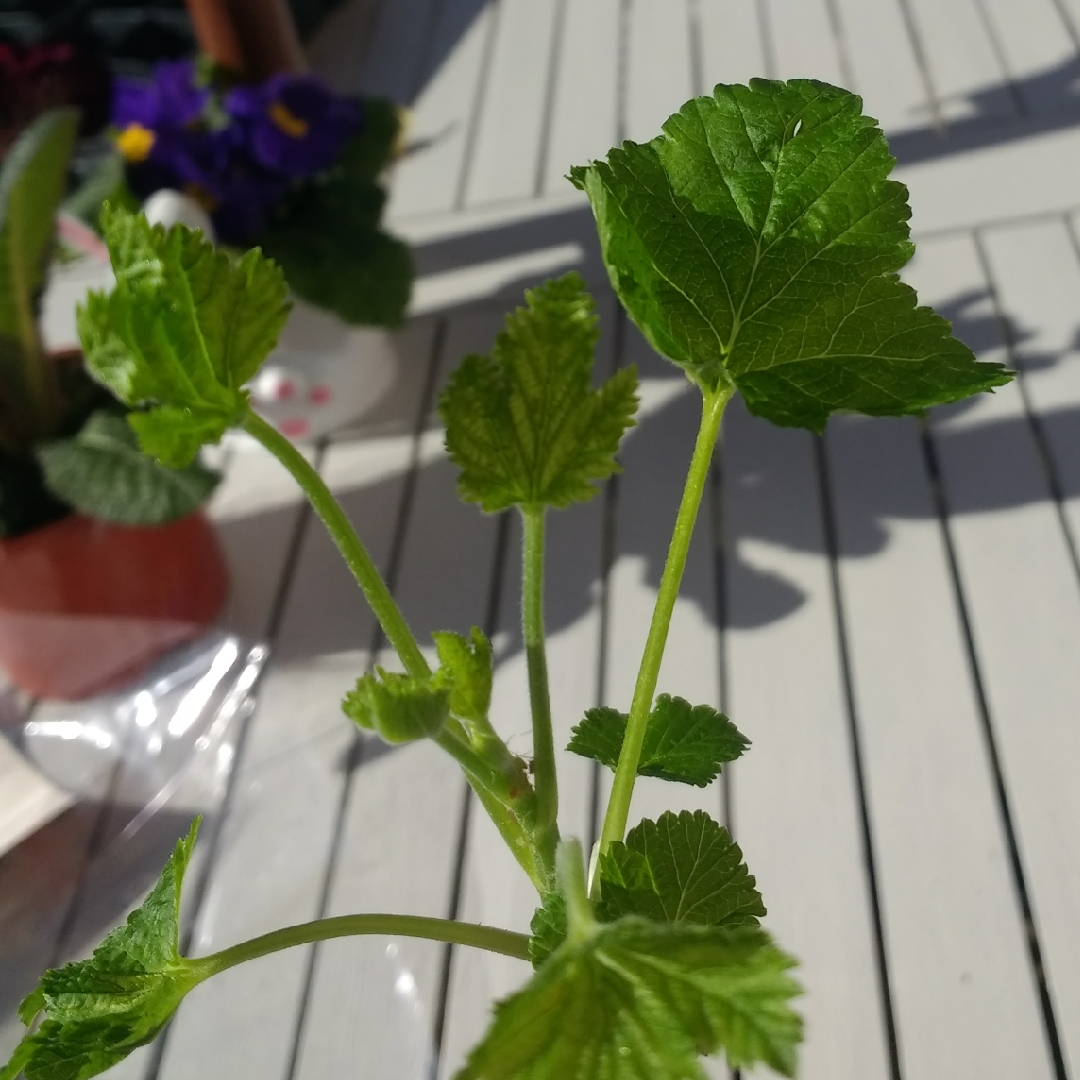 Ribes nigrum 'Ben Sarek', Blackcurrant 'Ben Sarek' in GardenTags plant ...