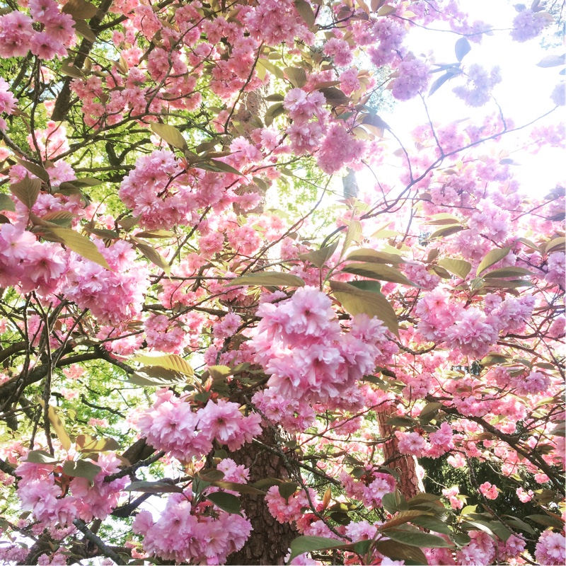 Cherry Kanzan in the GardenTags plant encyclopedia