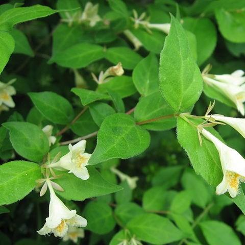 Abelia in the GardenTags plant encyclopedia