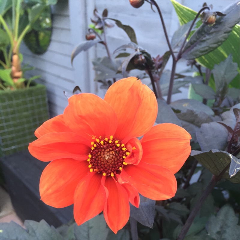 Dahlia Bishop of Oxford (Peony-flowered) in the GardenTags plant encyclopedia