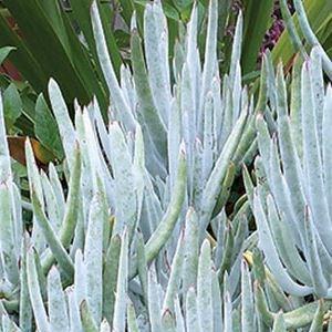 Cotyledon Orbiculata Green Fingers in the GardenTags plant encyclopedia