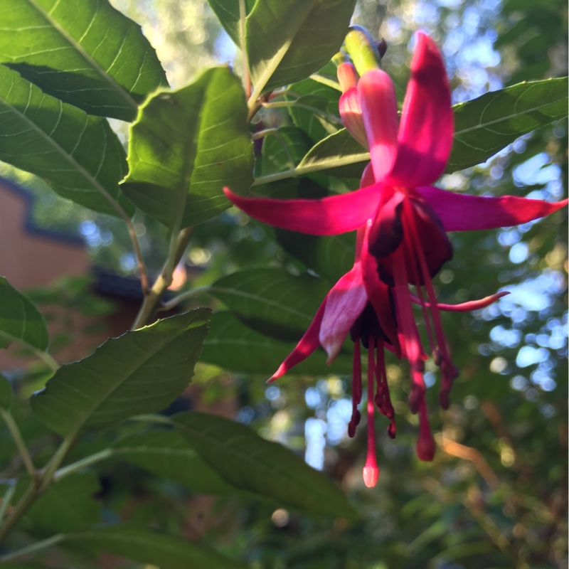 Fuchsia Whiteknights Amethyst in the GardenTags plant encyclopedia