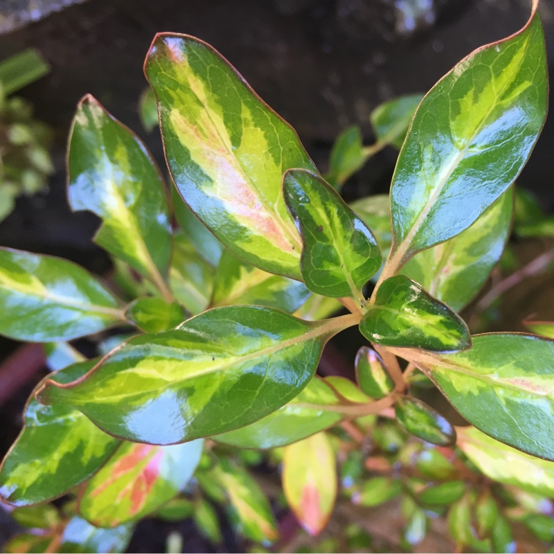 Coprosma Evening Star in the GardenTags plant encyclopedia