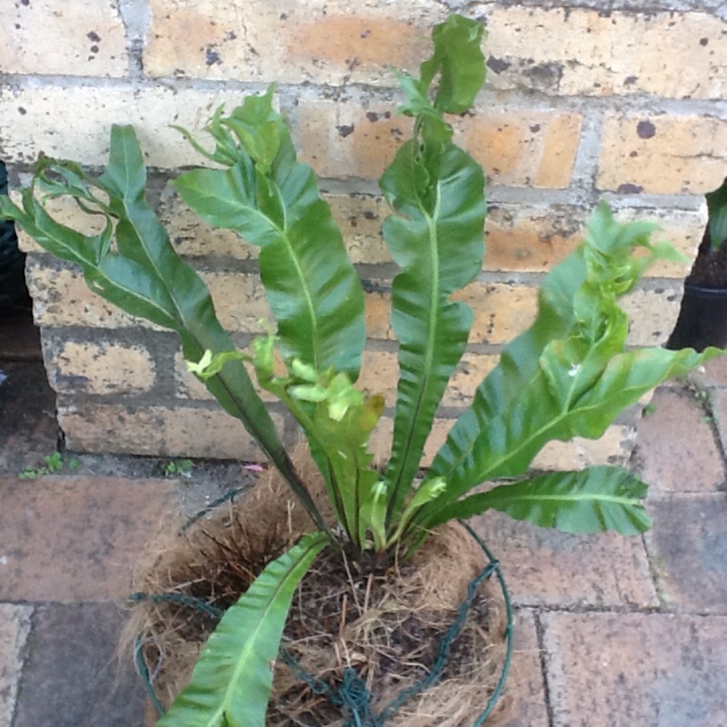 Crissie Birds Nest in the GardenTags plant encyclopedia