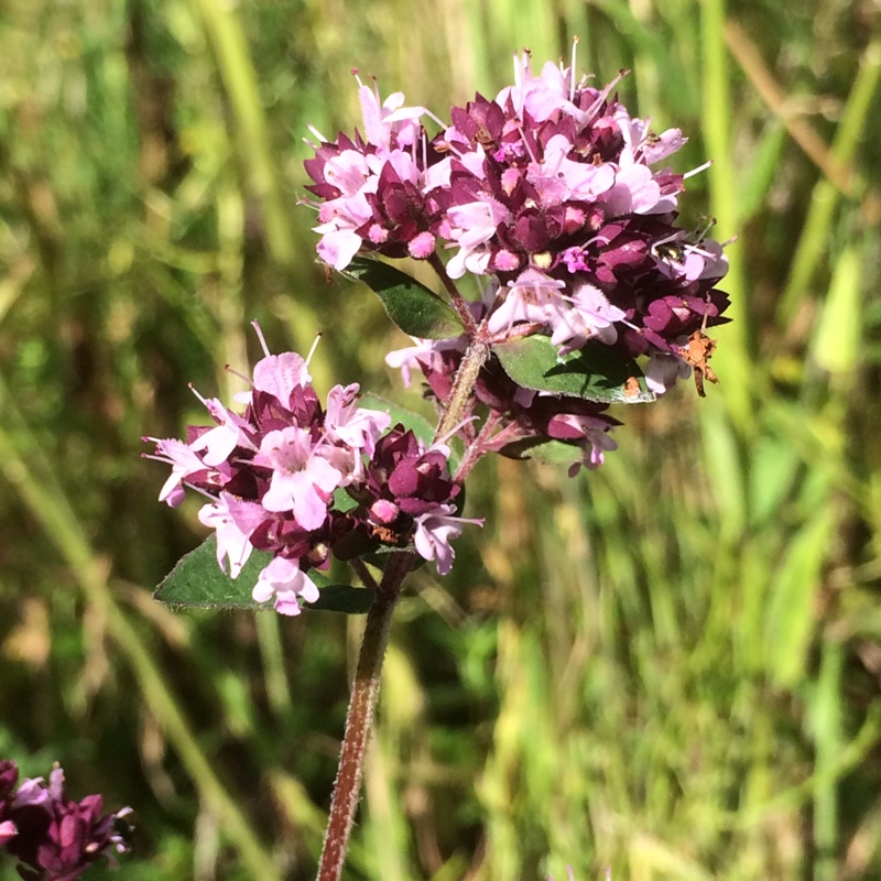 Wild Marjoram in the GardenTags plant encyclopedia