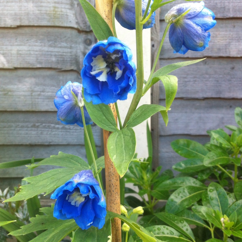 Delphinium Summer Skies in the GardenTags plant encyclopedia