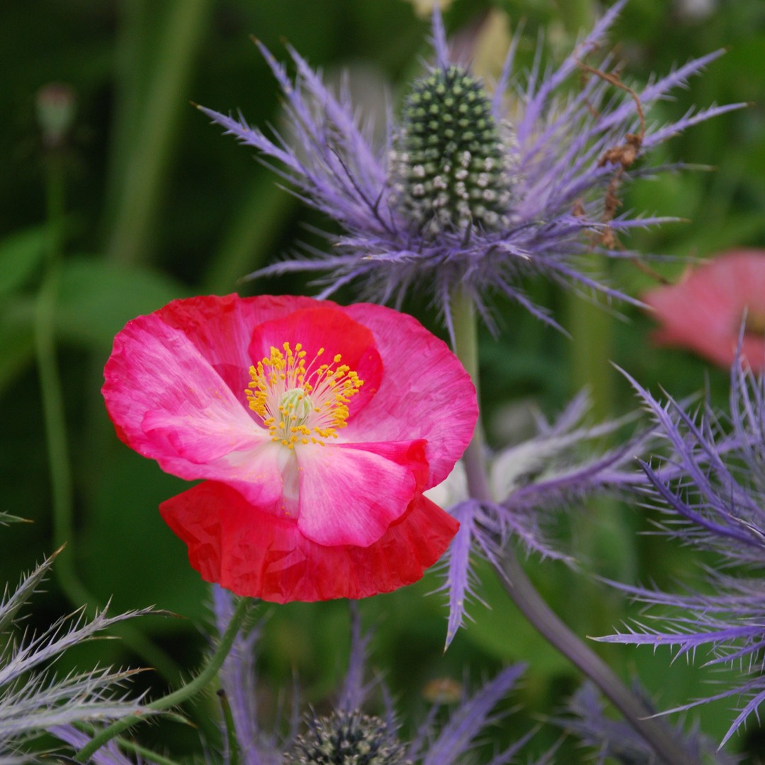 Poppy Poppy Love in the GardenTags plant encyclopedia