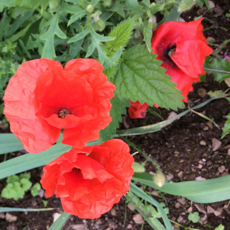 Flanders Poppy in the GardenTags plant encyclopedia