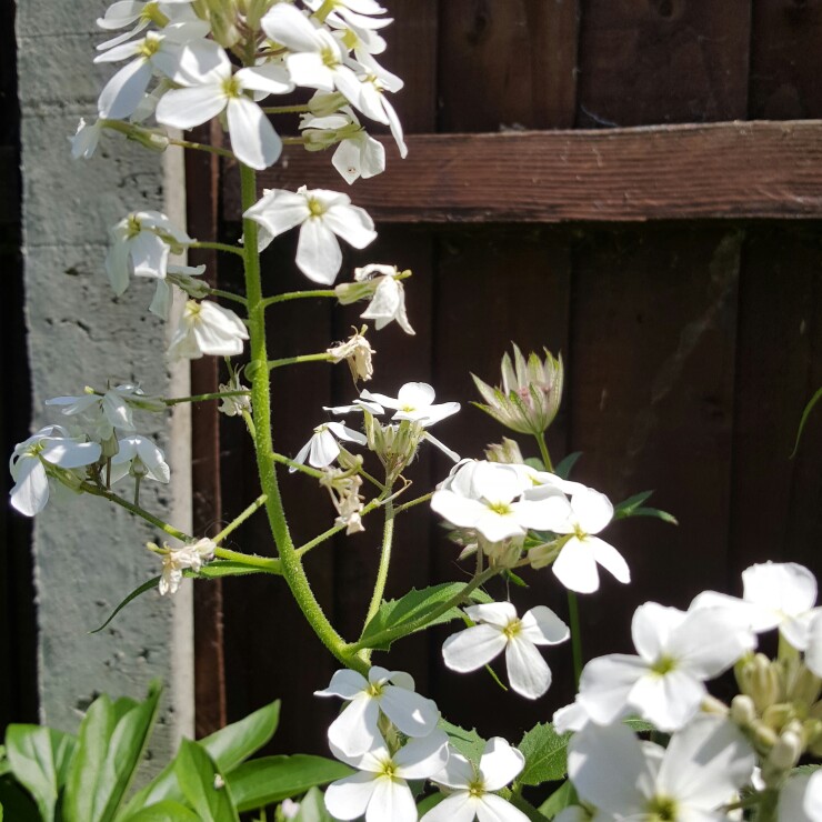 Hesperis in the GardenTags plant encyclopedia