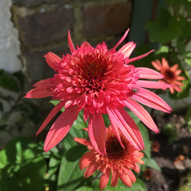 Coneflower Raspberry Truffle in the GardenTags plant encyclopedia