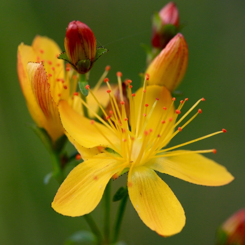 Slender St Johns-wort in the GardenTags plant encyclopedia