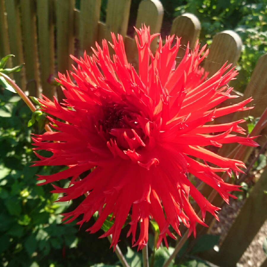 Dahlia Apache (Fimbriated) in the GardenTags plant encyclopedia