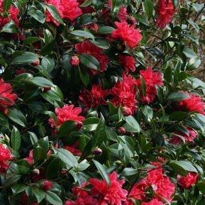 Camellia Mark Alan in the GardenTags plant encyclopedia