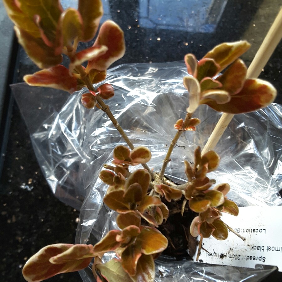 Coprosma Pacific Dawn in the GardenTags plant encyclopedia