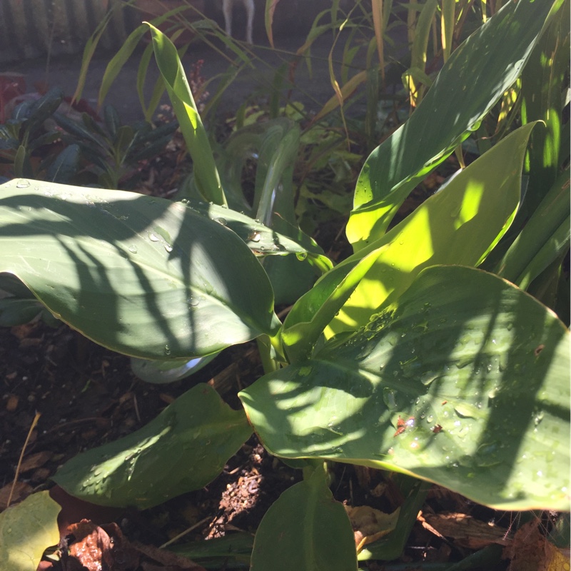 Canna Cannova Yellow in the GardenTags plant encyclopedia