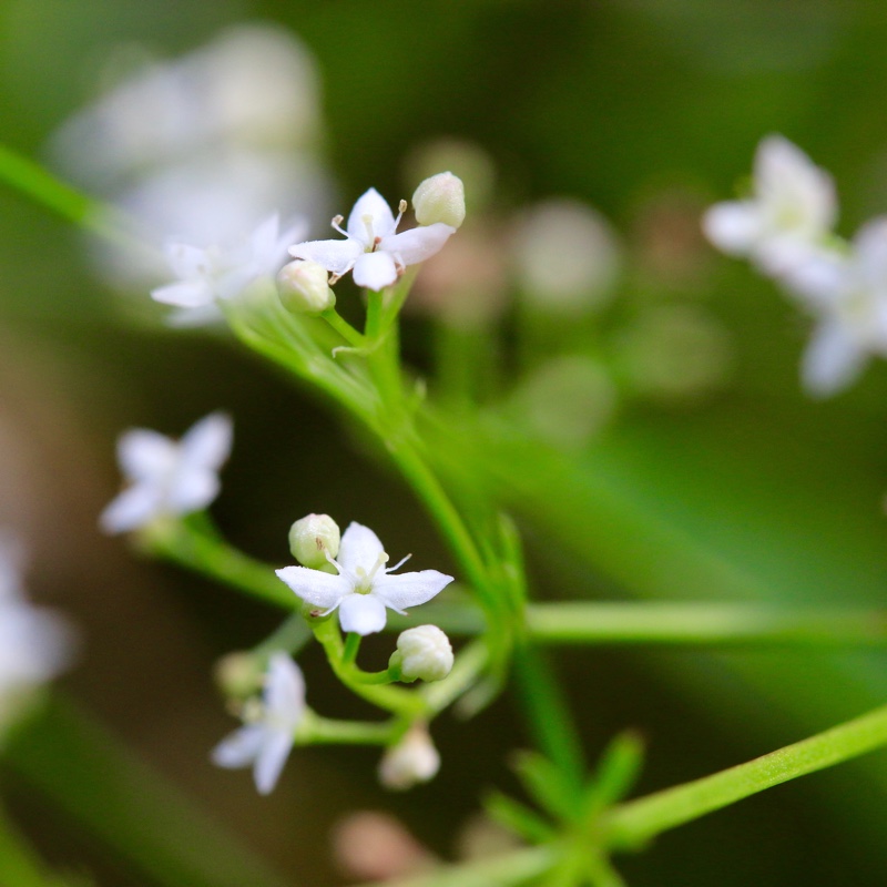 Heath Bedstraw in the GardenTags plant encyclopedia