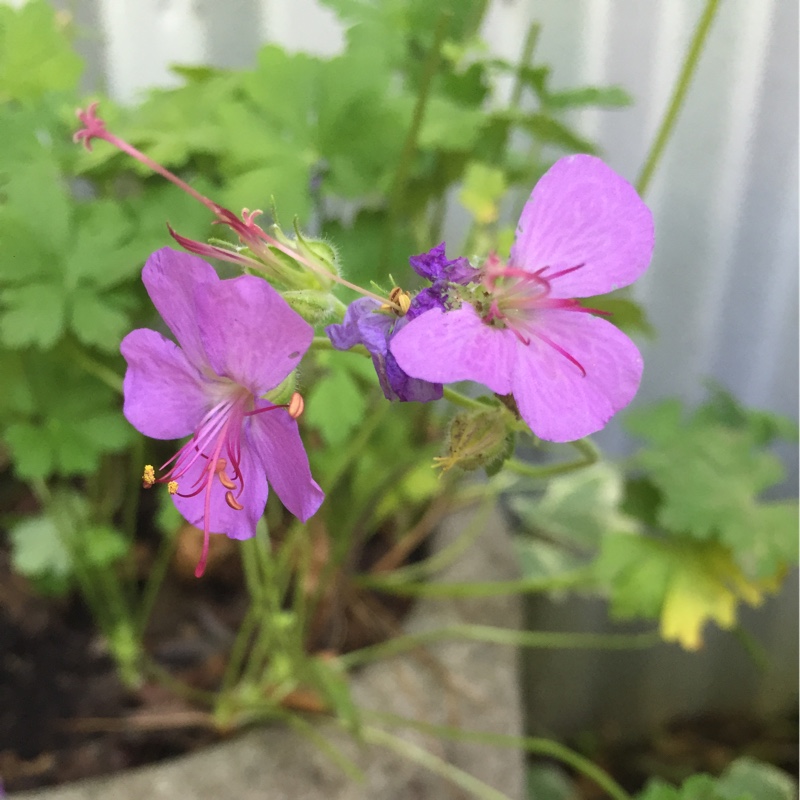 Geranium x cantabrigiense Cambridge Blue in the GardenTags plant encyclopedia