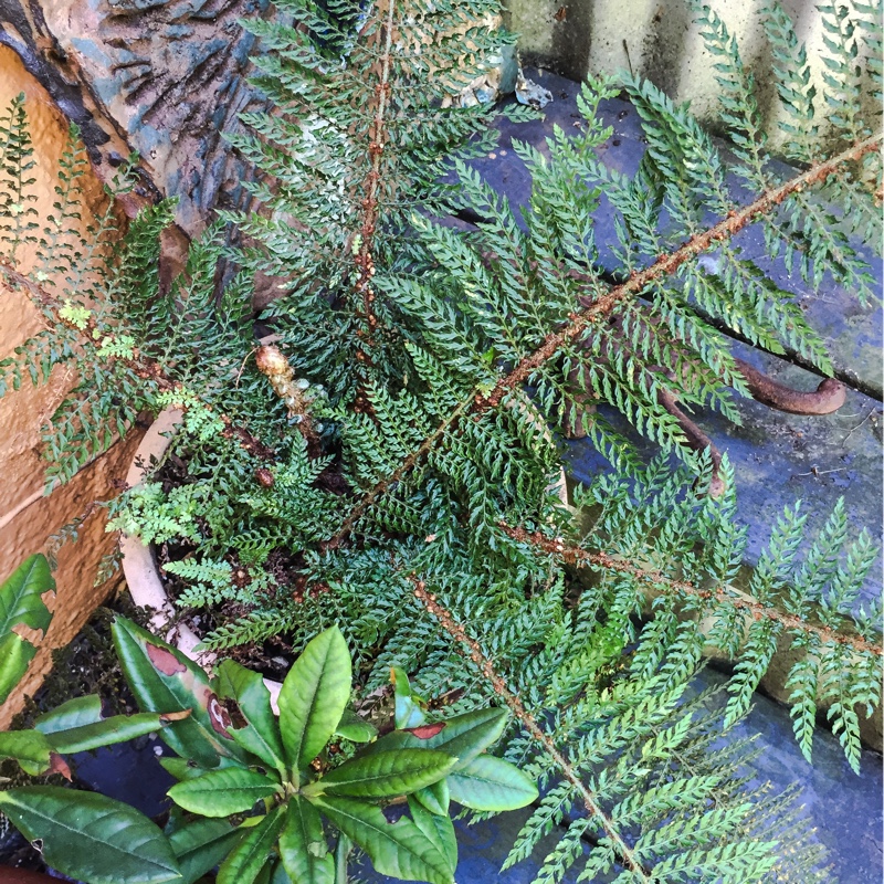 Divided Soft Shield Fern in the GardenTags plant encyclopedia