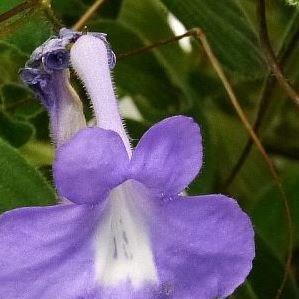 Nodding Violet in the GardenTags plant encyclopedia