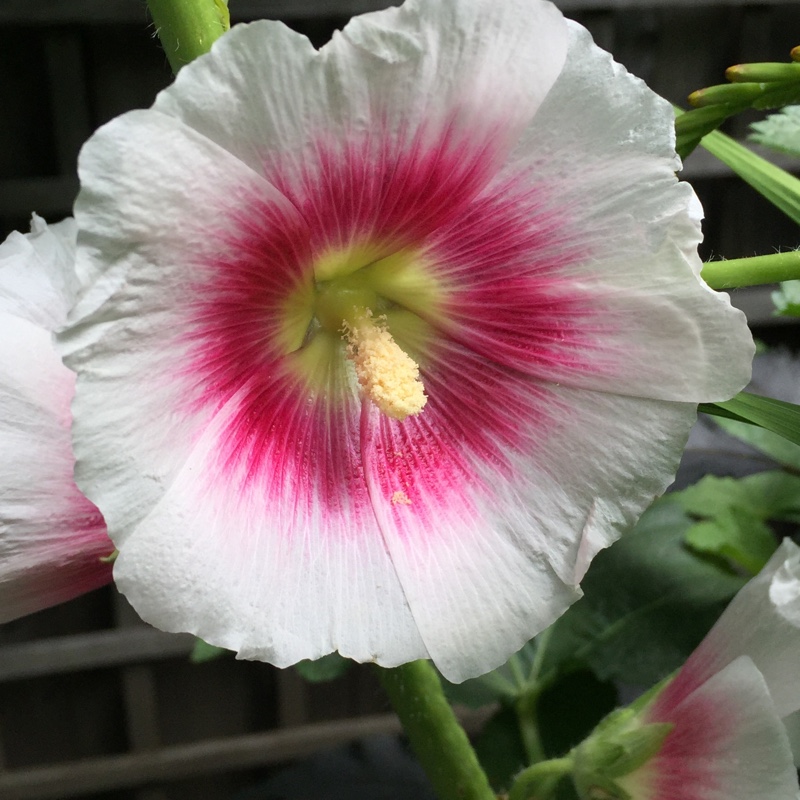 Hollyhock Halo Blush in the GardenTags plant encyclopedia