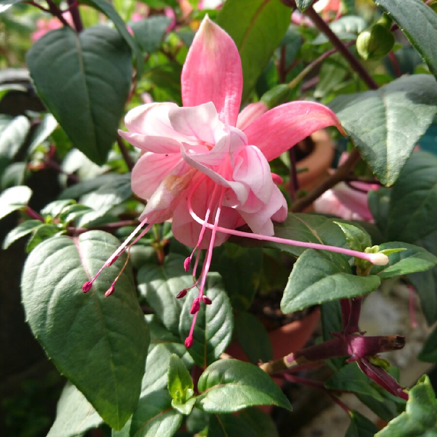 Fuchsia Southgate in the GardenTags plant encyclopedia