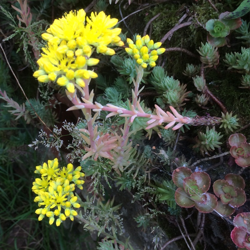 Rocky Stonecrop in the GardenTags plant encyclopedia