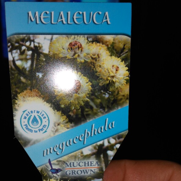 Melaleuca megacephala in the GardenTags plant encyclopedia