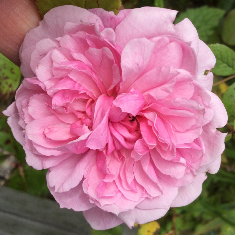 Rose Sister Elizabeth in the GardenTags plant encyclopedia