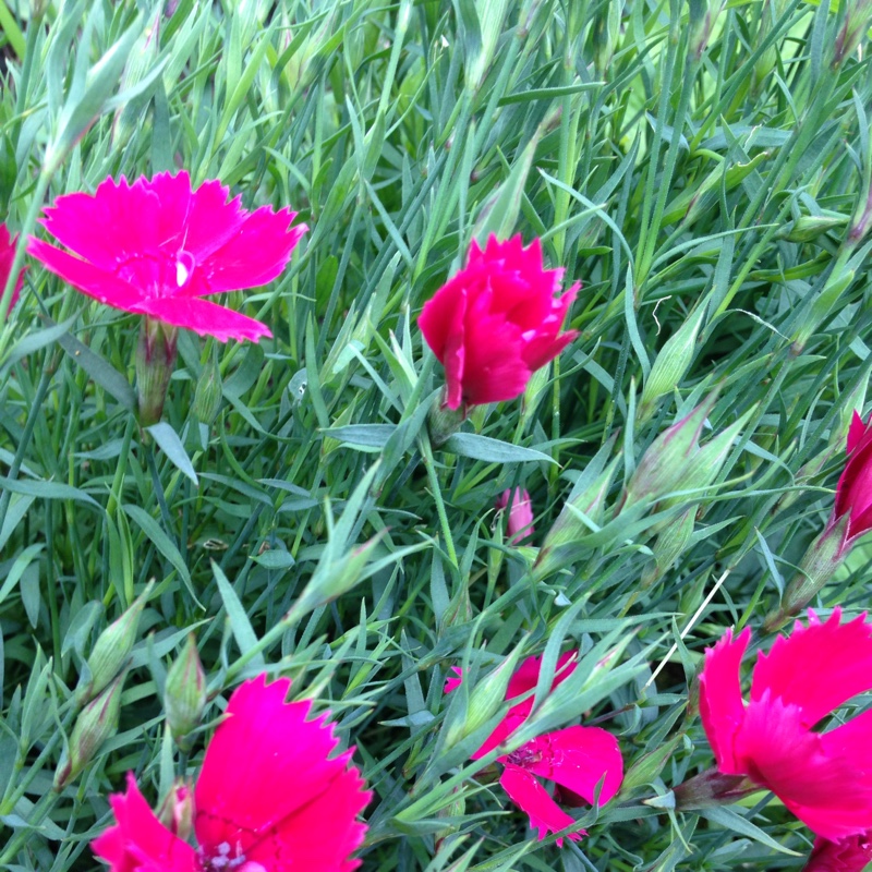 Maiden Pink Brilliant in the GardenTags plant encyclopedia