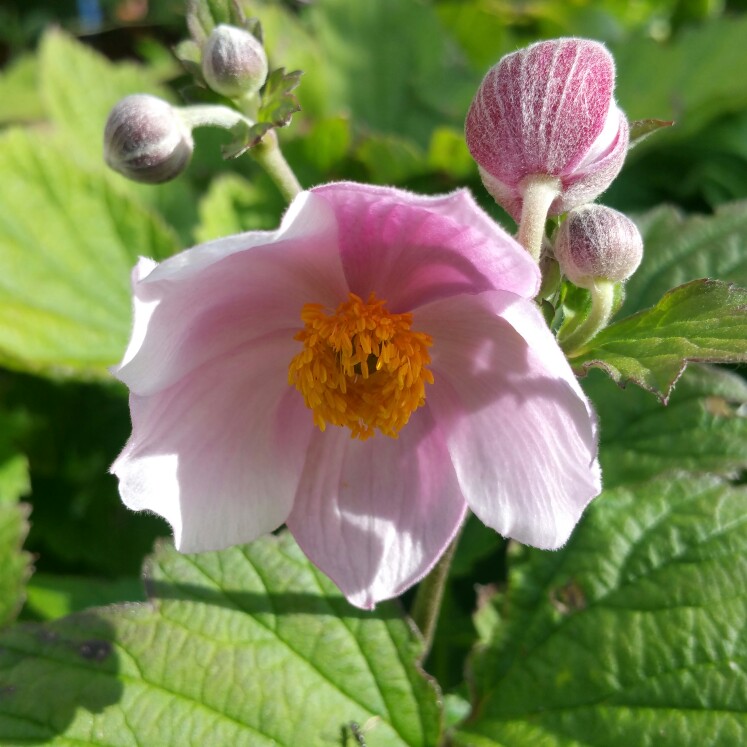 Anemone hupehensis var. japonica hybrida 'September Charm', Japanese ...