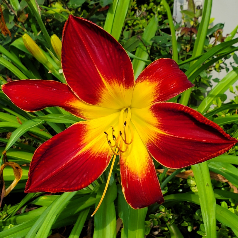 Daylily Ruby Spider in the GardenTags plant encyclopedia