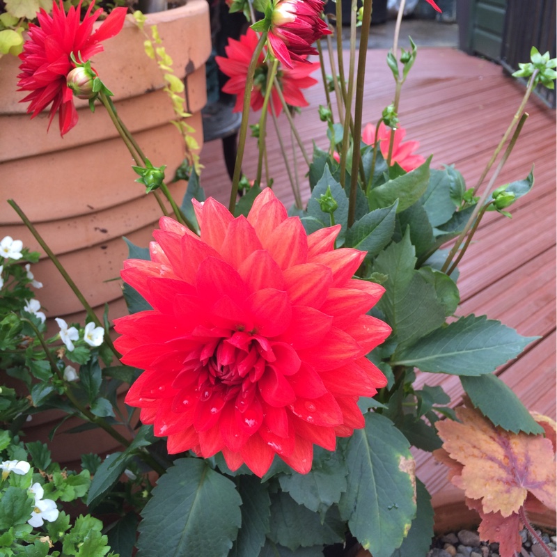 Dahlia XXL Alamos (Bedding) in the GardenTags plant encyclopedia