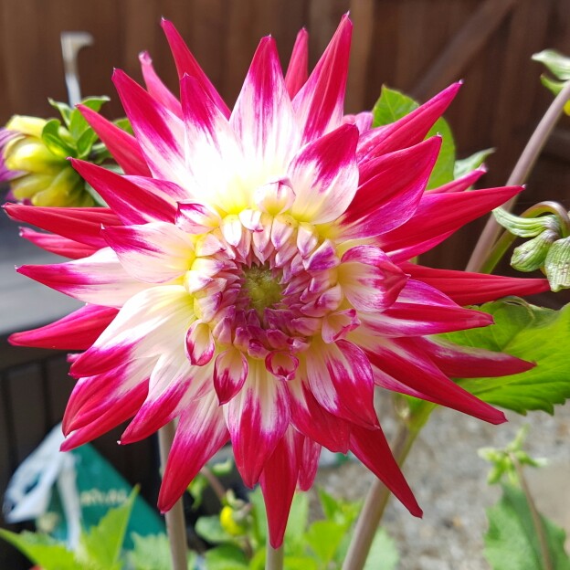 Dahlia Sorbet in the GardenTags plant encyclopedia