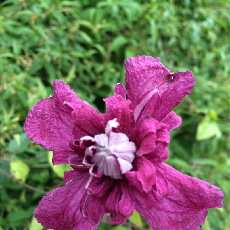 Clematis Plenas Elegans in the GardenTags plant encyclopedia