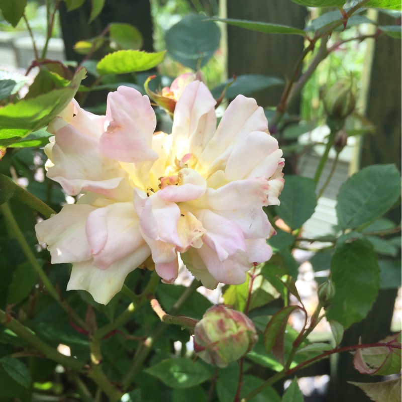 Rose Phyllis Bide in the GardenTags plant encyclopedia