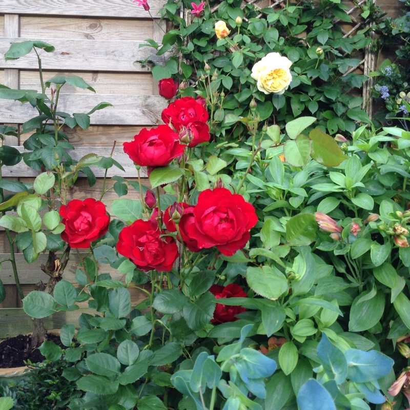 Rose Lilli Marlene in the GardenTags plant encyclopedia