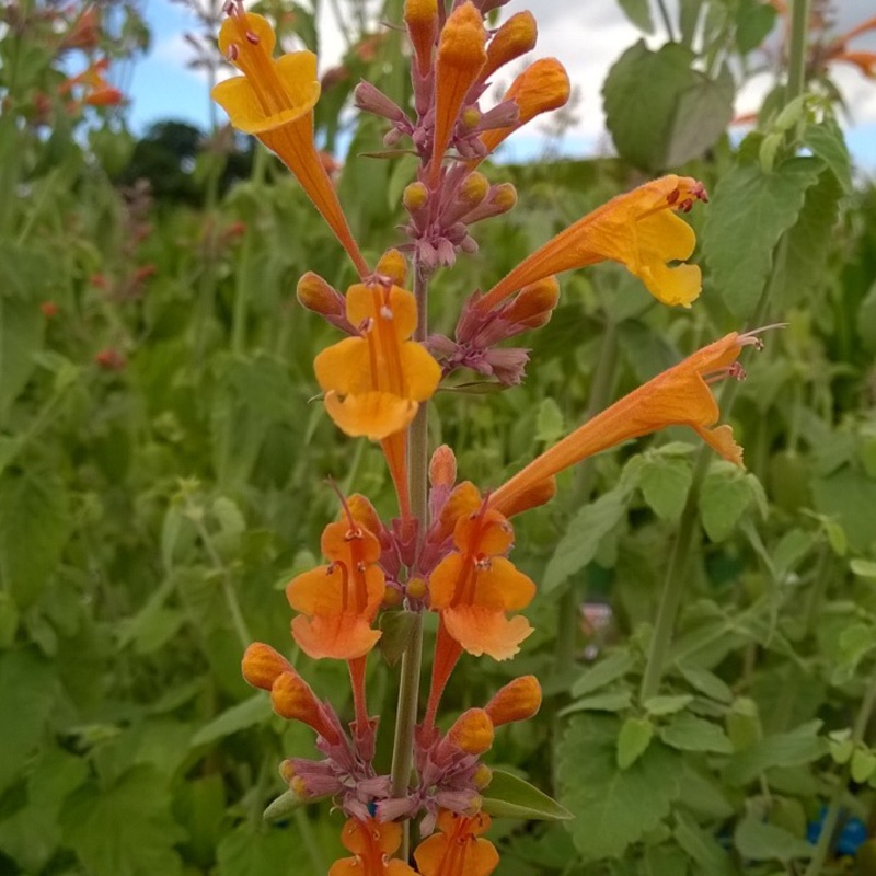 Hyssop Apricot Sprite in the GardenTags plant encyclopedia