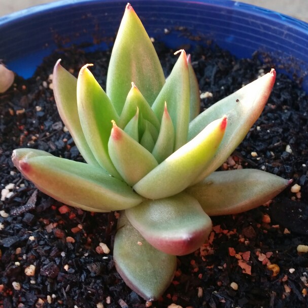 Echeveria Agavoides Gaya in the GardenTags plant encyclopedia