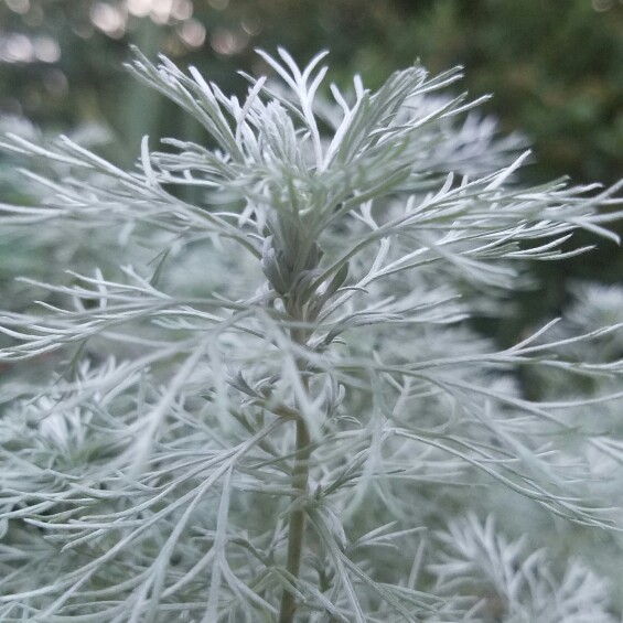 Silvermound in the GardenTags plant encyclopedia