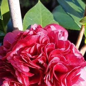 Camellia Takanini in the GardenTags plant encyclopedia