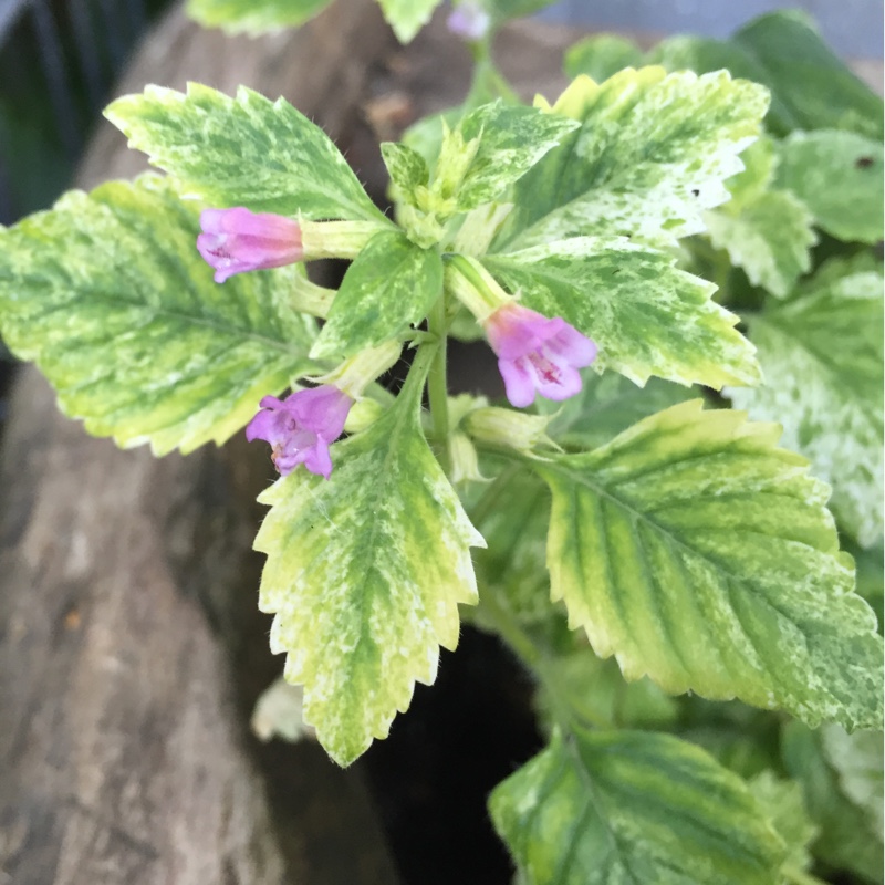 Variegated Calamint in the GardenTags plant encyclopedia