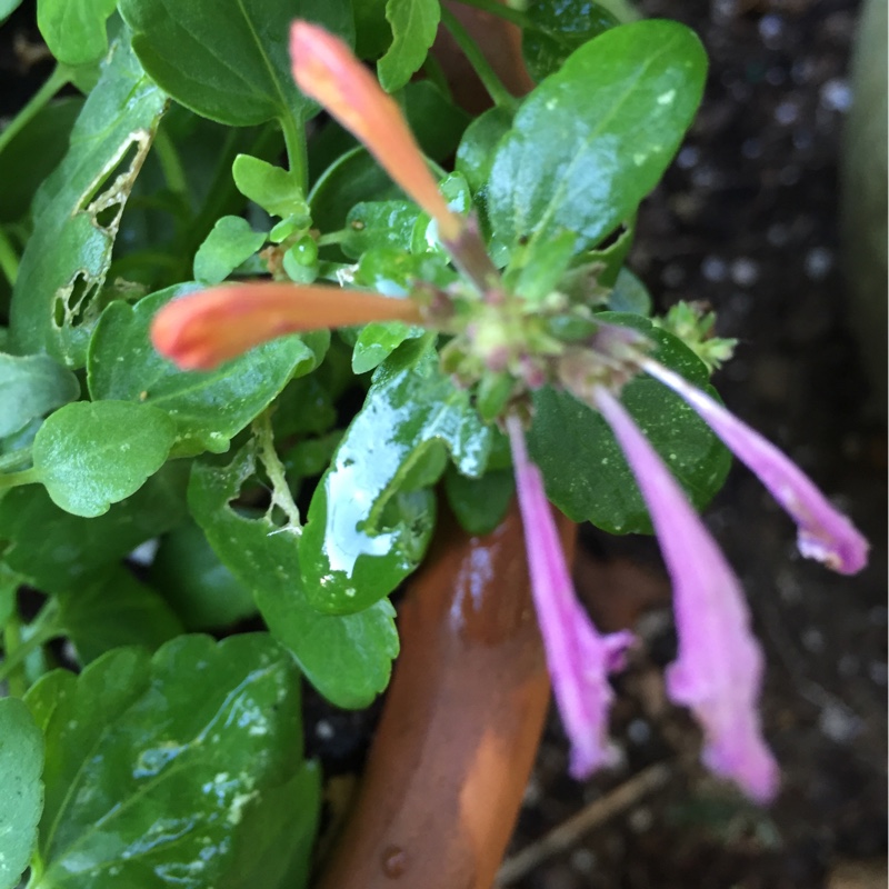 Agastache in the GardenTags plant encyclopedia