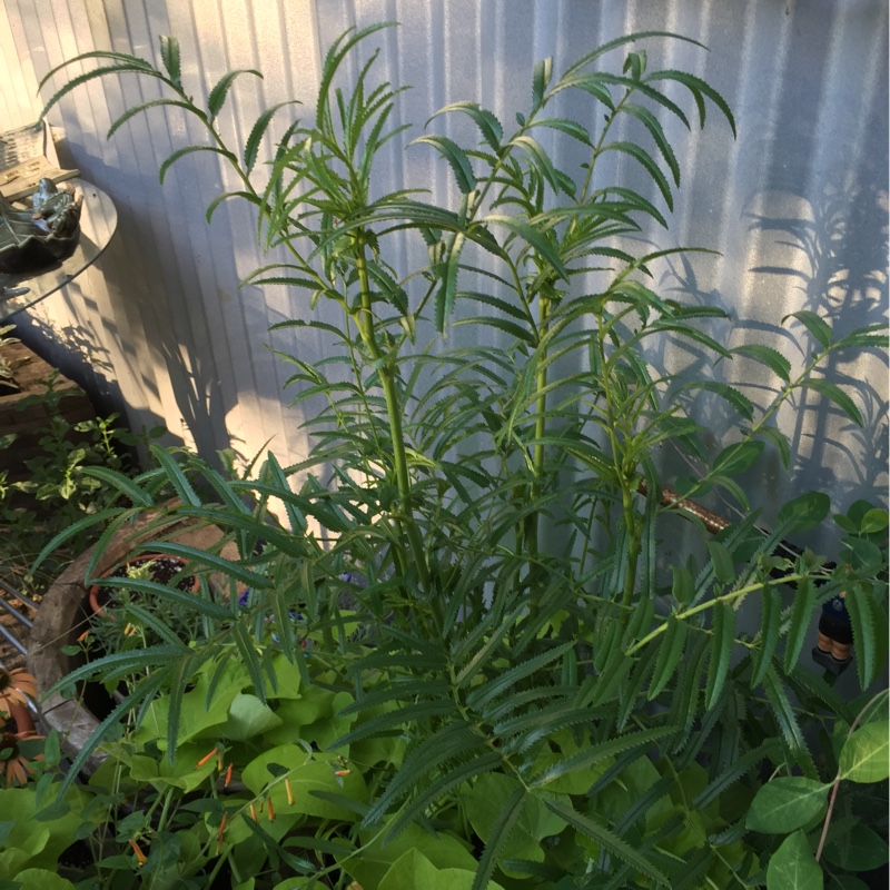 Burnet Korean Snow in the GardenTags plant encyclopedia