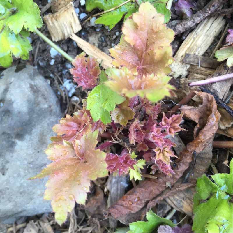 Alumroot Kassandra in the GardenTags plant encyclopedia