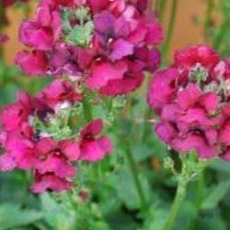 Nemesia Nesia Dark Magenta in the GardenTags plant encyclopedia