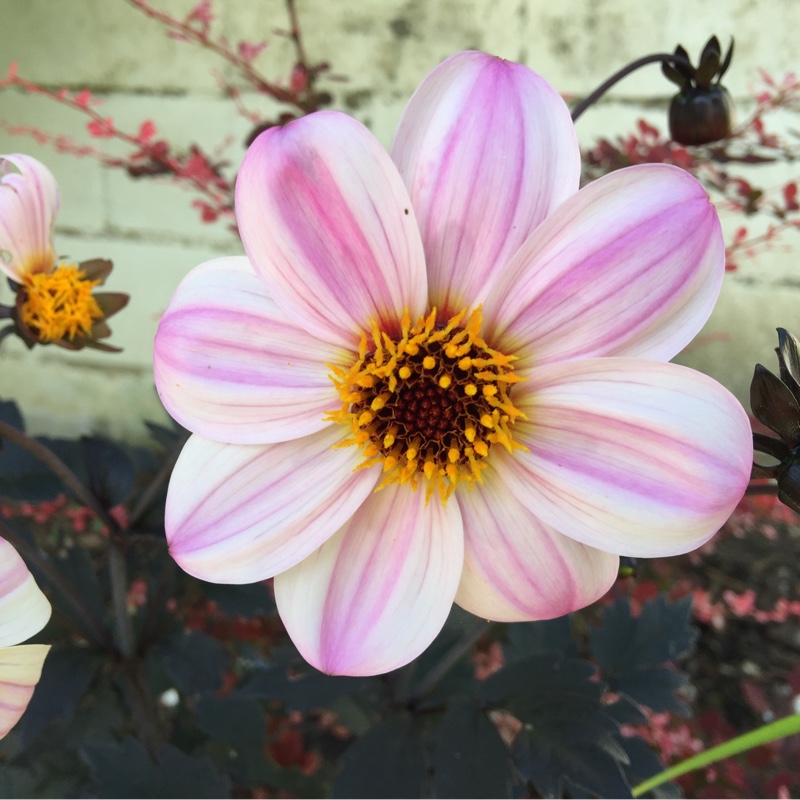 Dahlia Purple Haze in the GardenTags plant encyclopedia