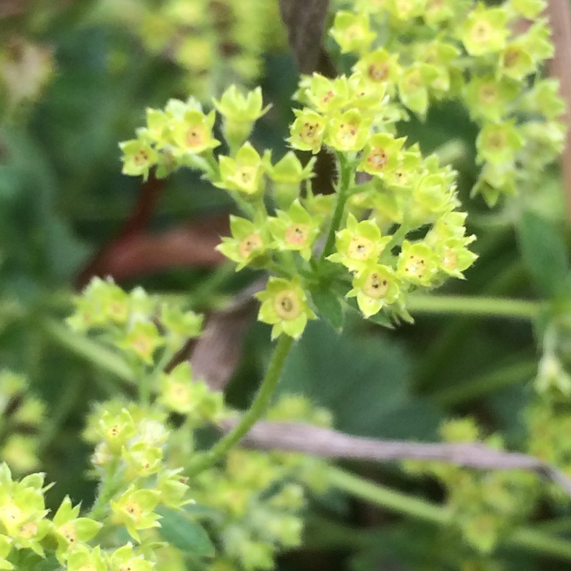 Caucasian Ladys Mantle in the GardenTags plant encyclopedia