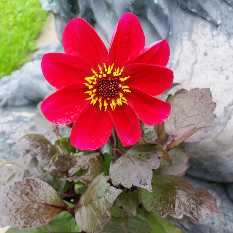 Dahlia Happy Single™Romeo in the GardenTags plant encyclopedia